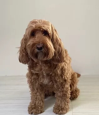 Lola, member of the Elizabeth Rose Psychics UK reception team