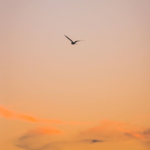 a silhouette of a bird flying in the sky