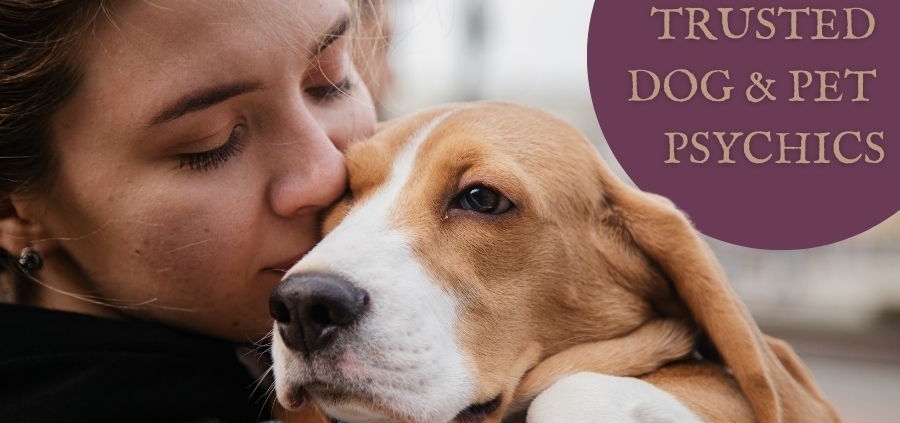 A woman kissing her brown and white beloved dog on the head.
